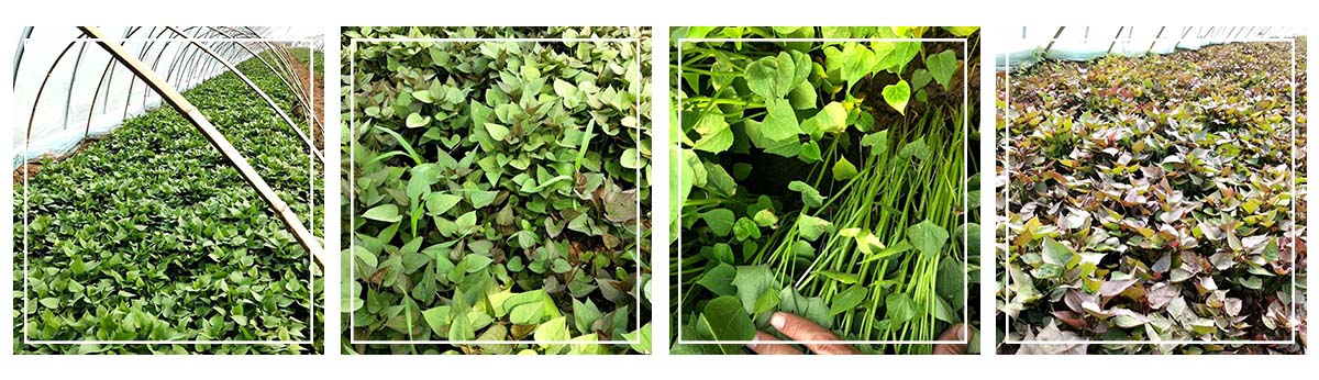 汶上縣祥順農(nóng)業(yè)開(kāi)發(fā)有限公司