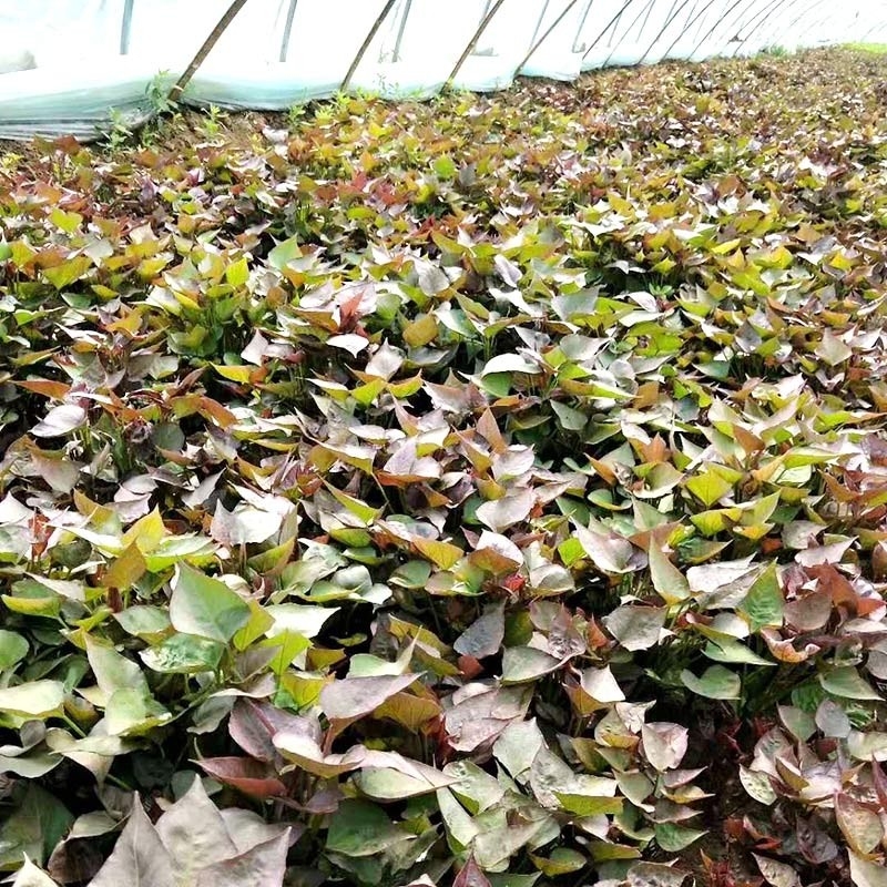 地瓜苗的栽種方法您能了解嗎？